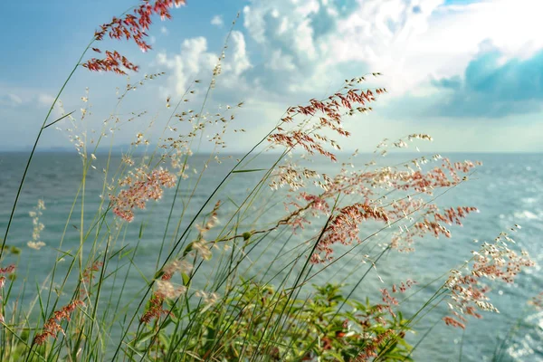 Bunga rumput, Blur Latar Belakang Biru Langit — Stok Foto