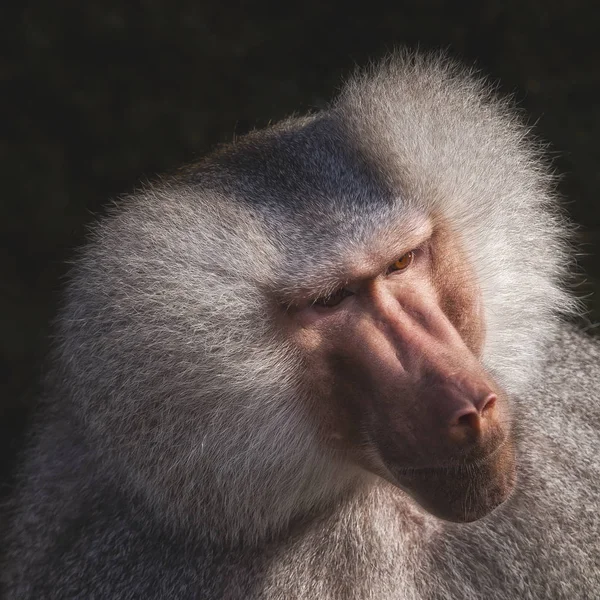 Tiro dianteiro de um macaco com cabelos grisalhos — Fotografia de Stock