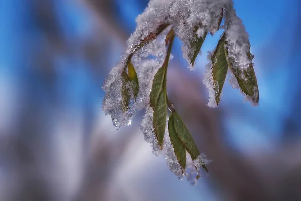 Close-up of frozen leaves in winter — Stock Photo, Image