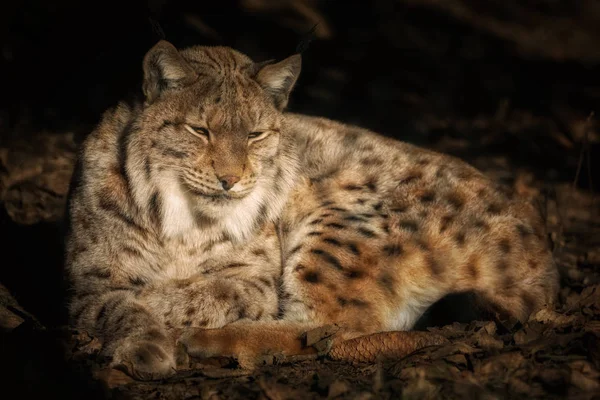 Lynx güneşin altında yalan ve rahatlatıcı — Stok fotoğraf