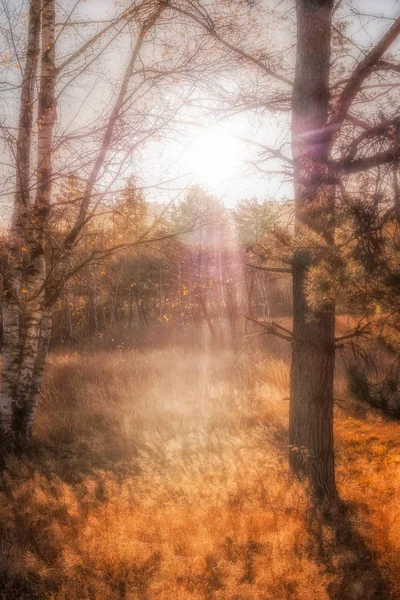 Herbstlandschaft, moorpark in arrach in bavari Stockbild