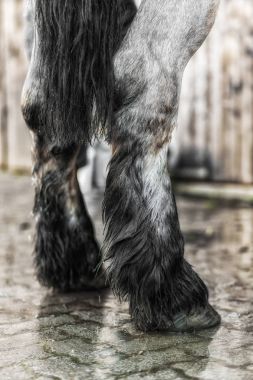 Yıkanmış bir at beeing bacakları üzerinden yakın çekim