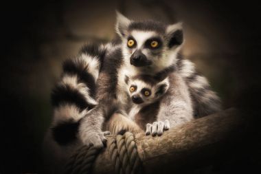 Birlikte sarılma iki Lemurlar sit