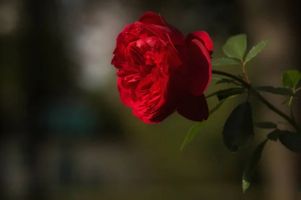 红玫瑰与软景 — 图库照片