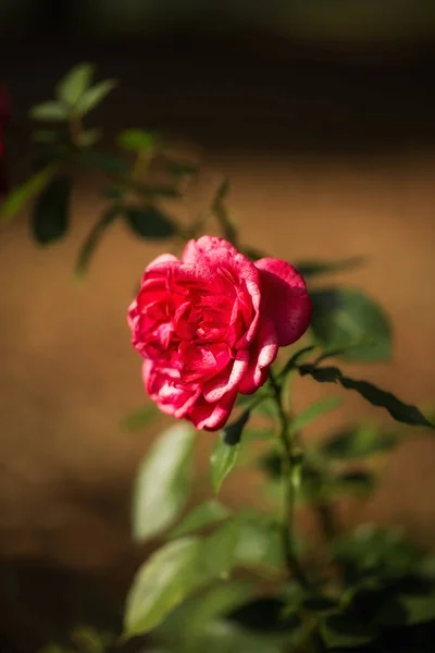 粉红色的玫瑰与软景 — 图库照片