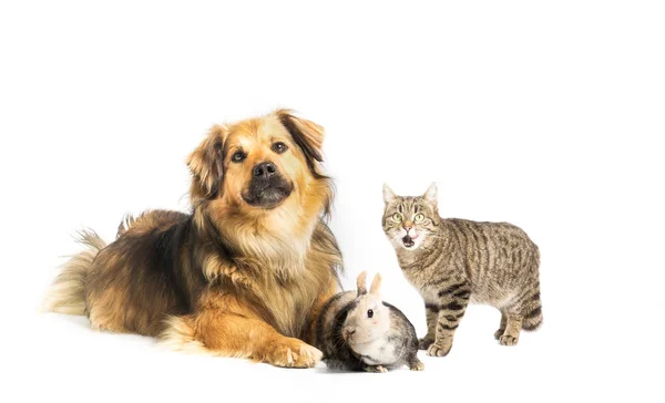 Köpek, kedi ve tavşan Studio beyaz arka plan ile