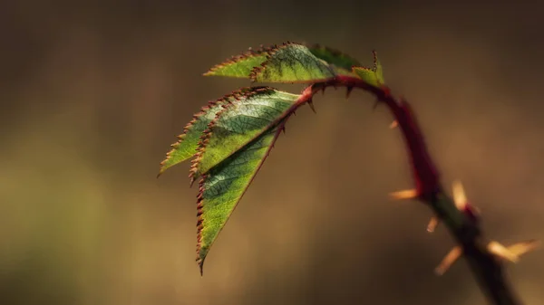 Stonky a listy růže s trny — Stock fotografie