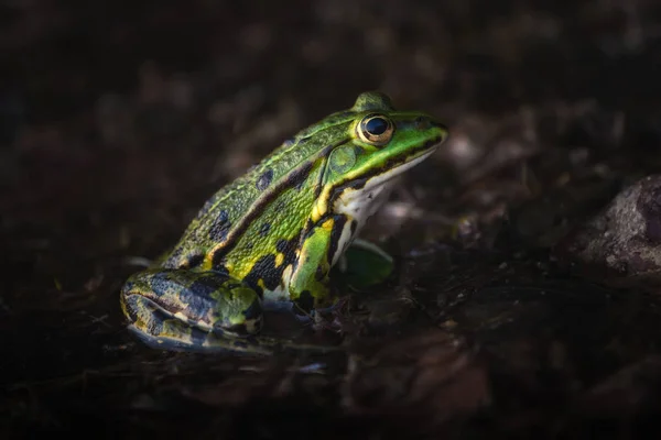 Ein grüner Frosch sitzt im Moor und wartet — Stockfoto