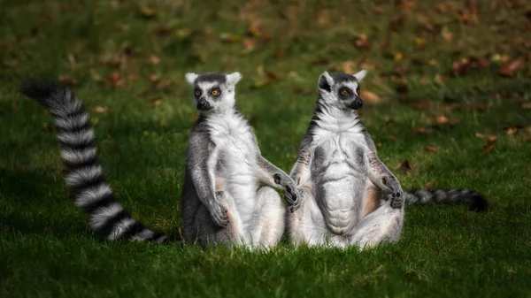 Ein paar lemures sitzen auf gras und halten hände — Stockfoto