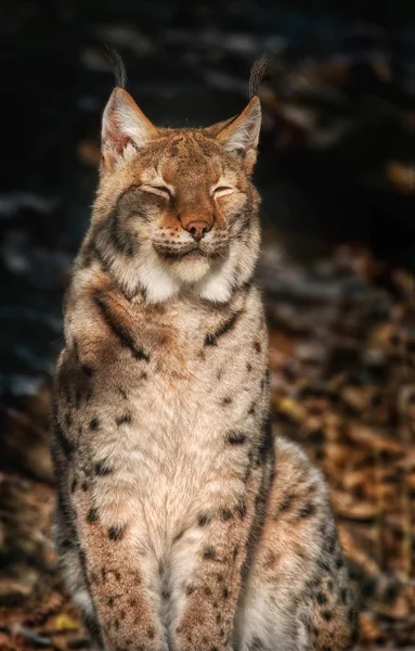 Lynx κάθεται στον ήλιο και ξεκούραση — Φωτογραφία Αρχείου