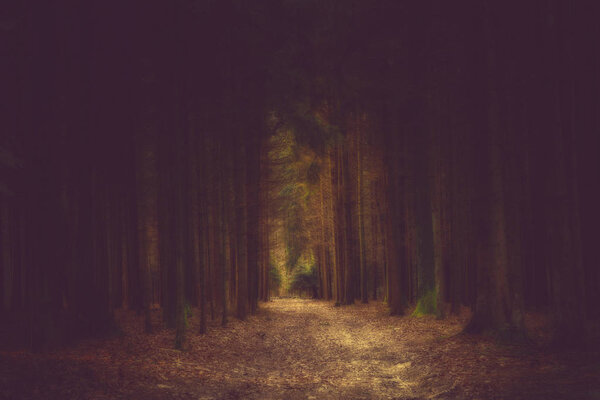 Dark path in the forrest into the light