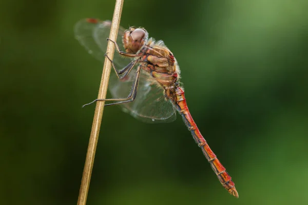 Un dragón rojo vuela sobre un fondo verde suave —  Fotos de Stock