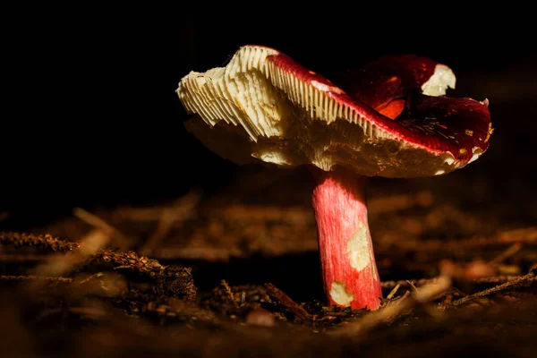 Pequeño hongo rojo en el bosque — Foto de Stock