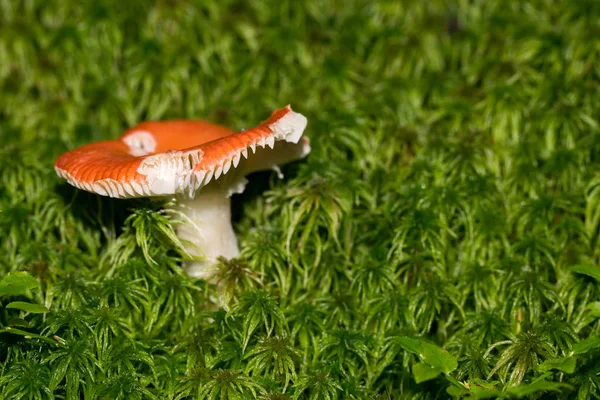 Ein kleiner Pilz mitten im Wald mit schönem Licht — Stockfoto