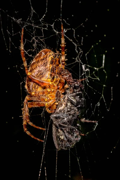 Een spin in het net met de buit — Stockfoto
