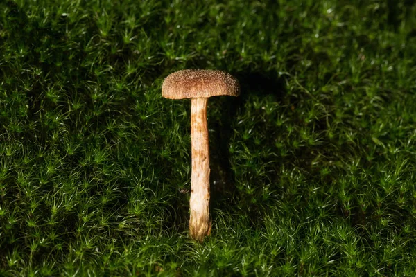 Ein kleiner Pilz mitten im Wald mit schönem Licht — Stockfoto