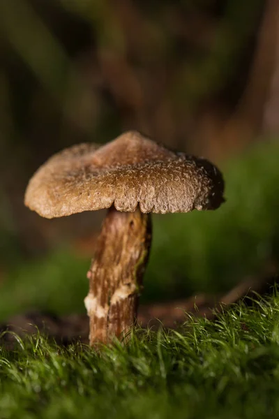 Un petit champignon au milieu de la forêt avec une belle lumière — Photo