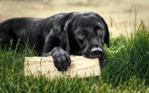 Black labrador retriever lying on gras with a pice of wood — Stock Photo, Image