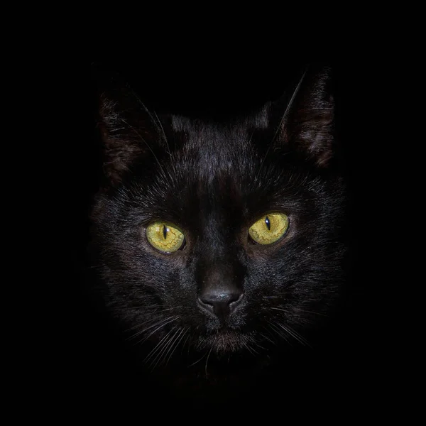 A head shot of a black cat against a black background — Stock Photo, Image