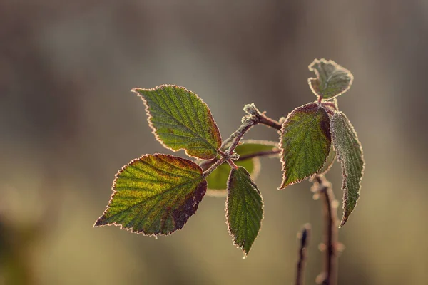 Listy pokryté mrazem jsou s měkkým pozadím — Stock fotografie