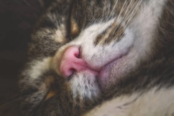 A head shot of a sleeping cat with grey and white pelt — Stock Photo, Image