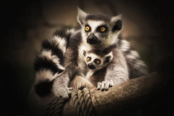 Birlikte sarılma iki Lemurlar sit