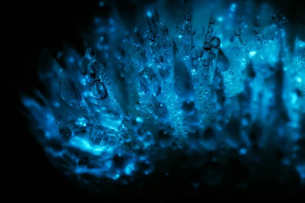 Closeup solmuş bir çiçek ile yağmur damlaları