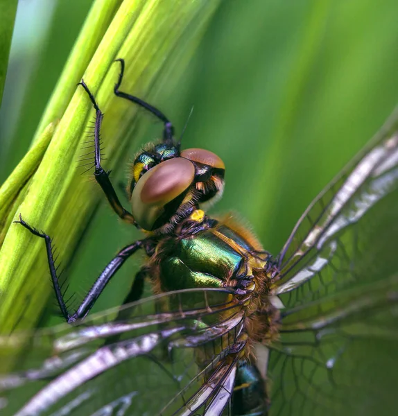 Um close-up de uma grande mosca dragão no gras — Fotografia de Stock