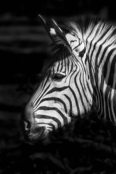 Foto des Kopfes eines Zebras in schwarz-weiß — Stockfoto