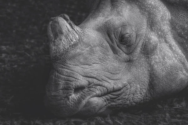 Tiro na cabeça de um rinoceronte adormecido, de cor cinzenta — Fotografia de Stock