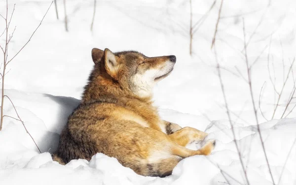 늑대는 눈에 누워과 휴식 — 스톡 사진