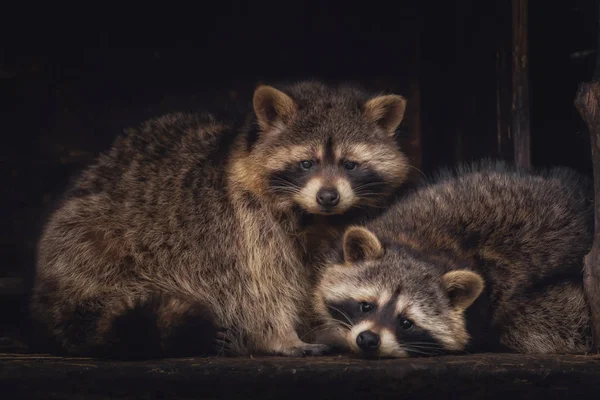 Un par de mapaches mirando a la cámara —  Fotos de Stock