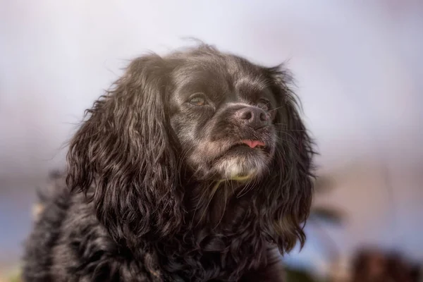 Küçük köpek gıda için beklemek görünüyor — Stok fotoğraf