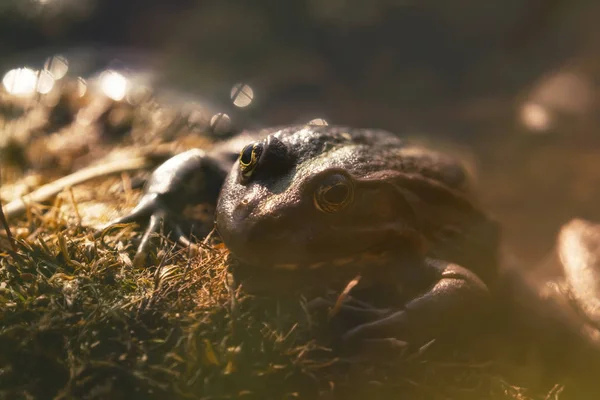 一只青蛙坐在水和日光浴 — 图库照片