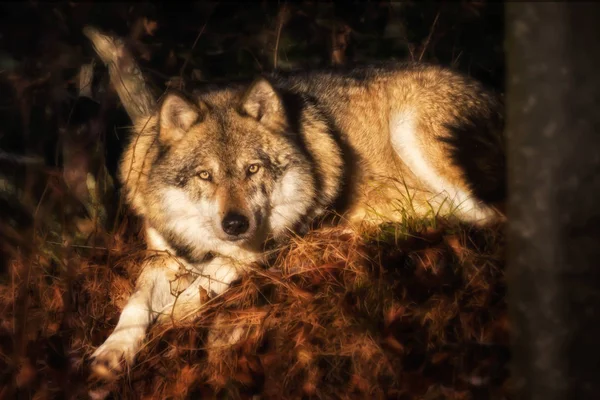 Lobo acostado en el follaje mirando a la cámara — Foto de Stock