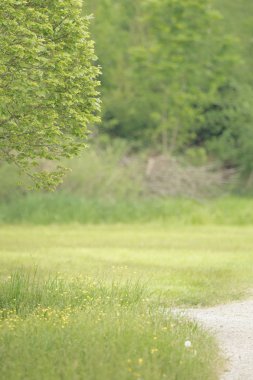 Ağaçlar yeşil çayır üzerinde