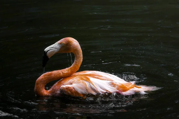 Flamingo schwimmt im Wasser — Stockfoto