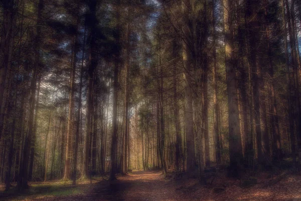View of the forest with mystical light — Stock Photo, Image