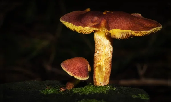 Kleine Pilze im Wald mit schönem Licht — Stockfoto