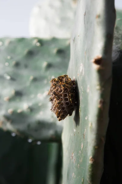 A kaktusz levél darázs fészek — Stock Fotó