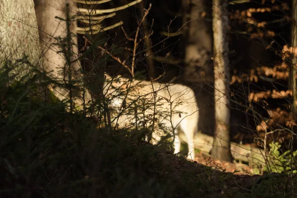 Vargar i skogen — Stockfoto