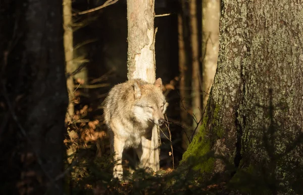 Farkasok az erdőben — Stock Fotó