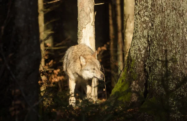 Lobos en el bosque —  Fotos de Stock