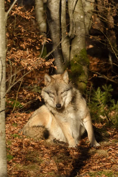 Lobos na floresta — Fotografia de Stock