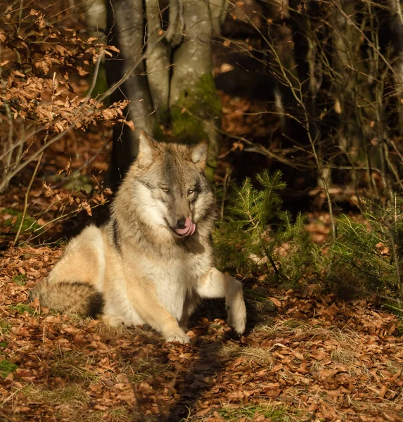 Lobos na floresta — Fotografia de Stock