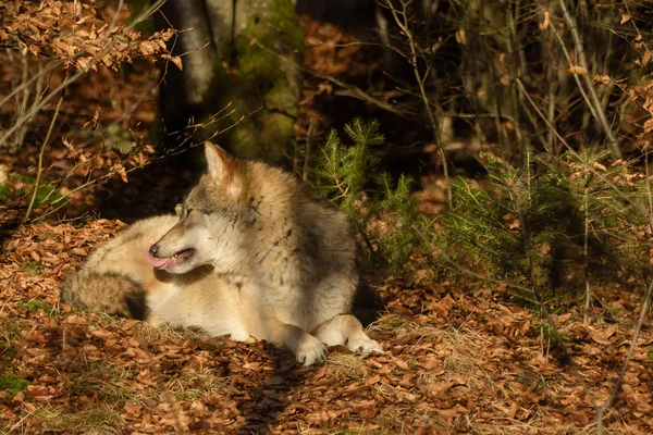 Wölfe im Wald — Stockfoto