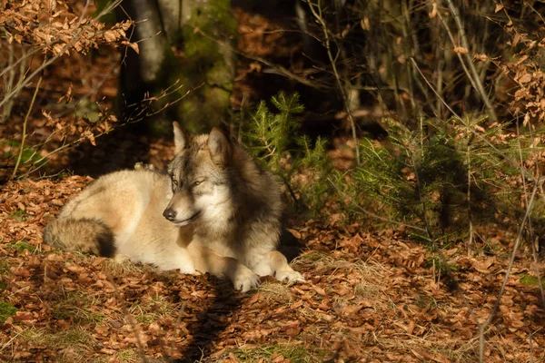 Les loups dans la forêt — Photo