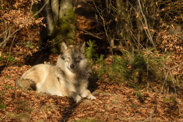 Вовки в лісі — стокове фото