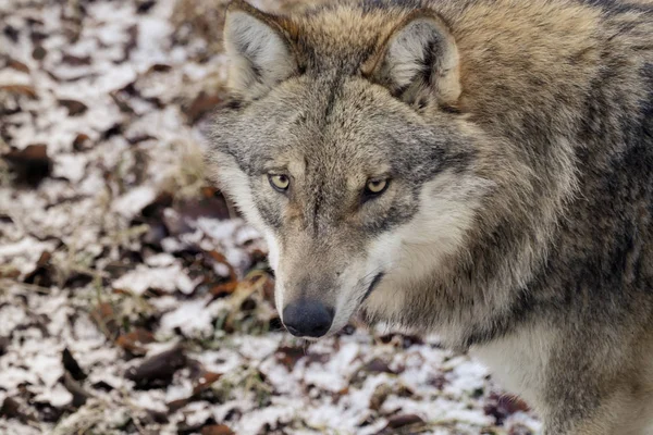 Lobos na floresta — Fotografia de Stock