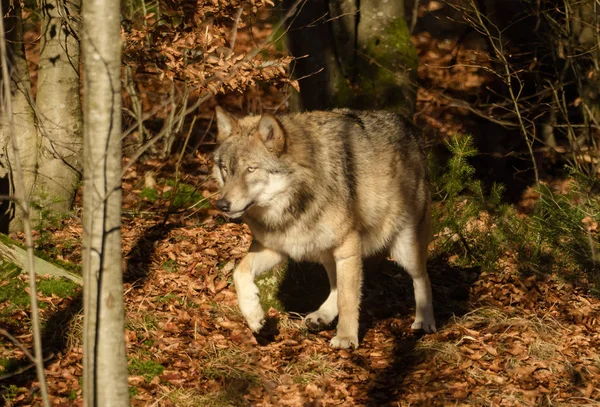 Vlci v lese — Stock fotografie
